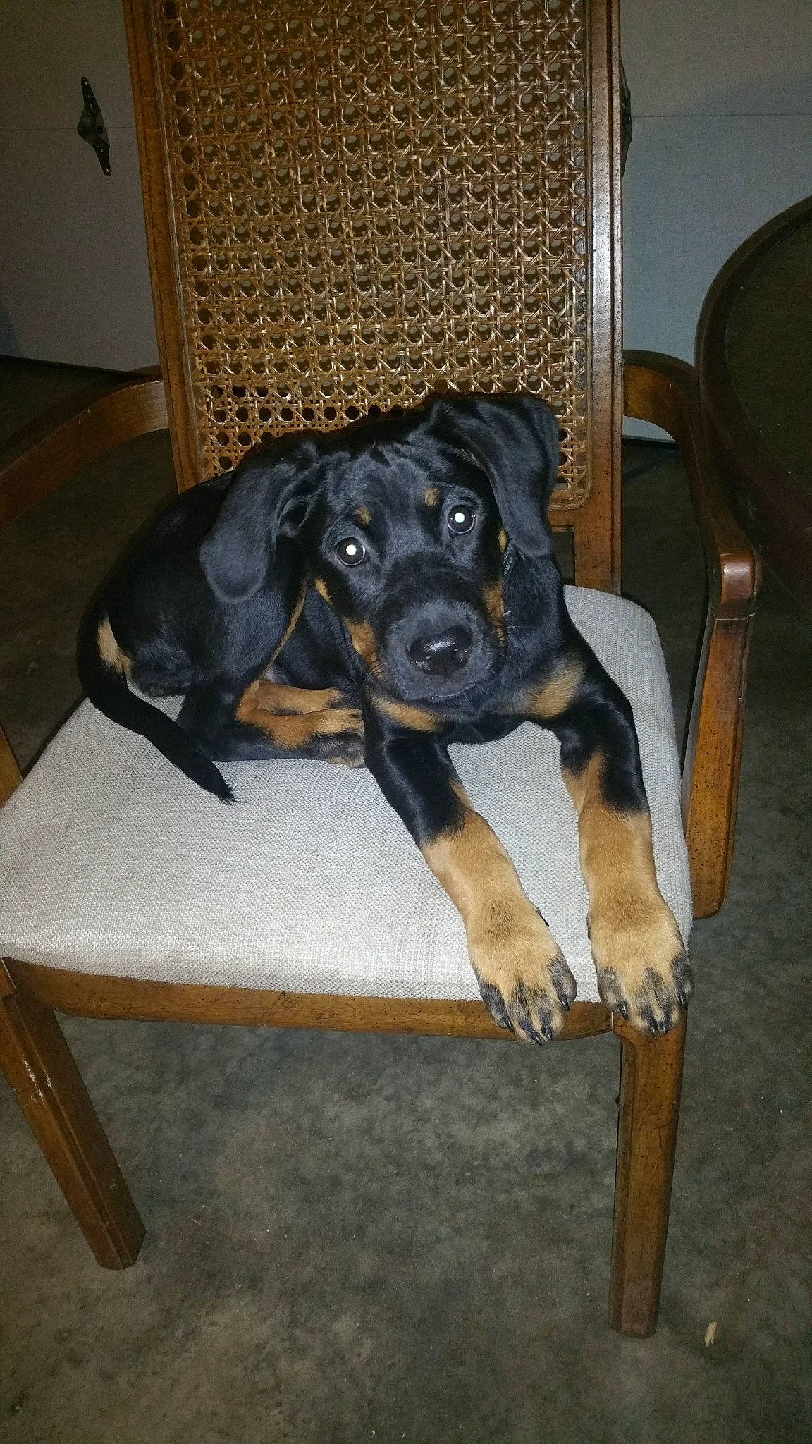 Jada is registered to the contest to win money with this photo: canidae, carnivore, chair, comfort, companion_dog, dog, dog_breed, fawn, flooring, fur, furniture, guard_dog, hardwood, liver, snout, sporting_group, terrestrial_animal, wood, working_animal, working_dog