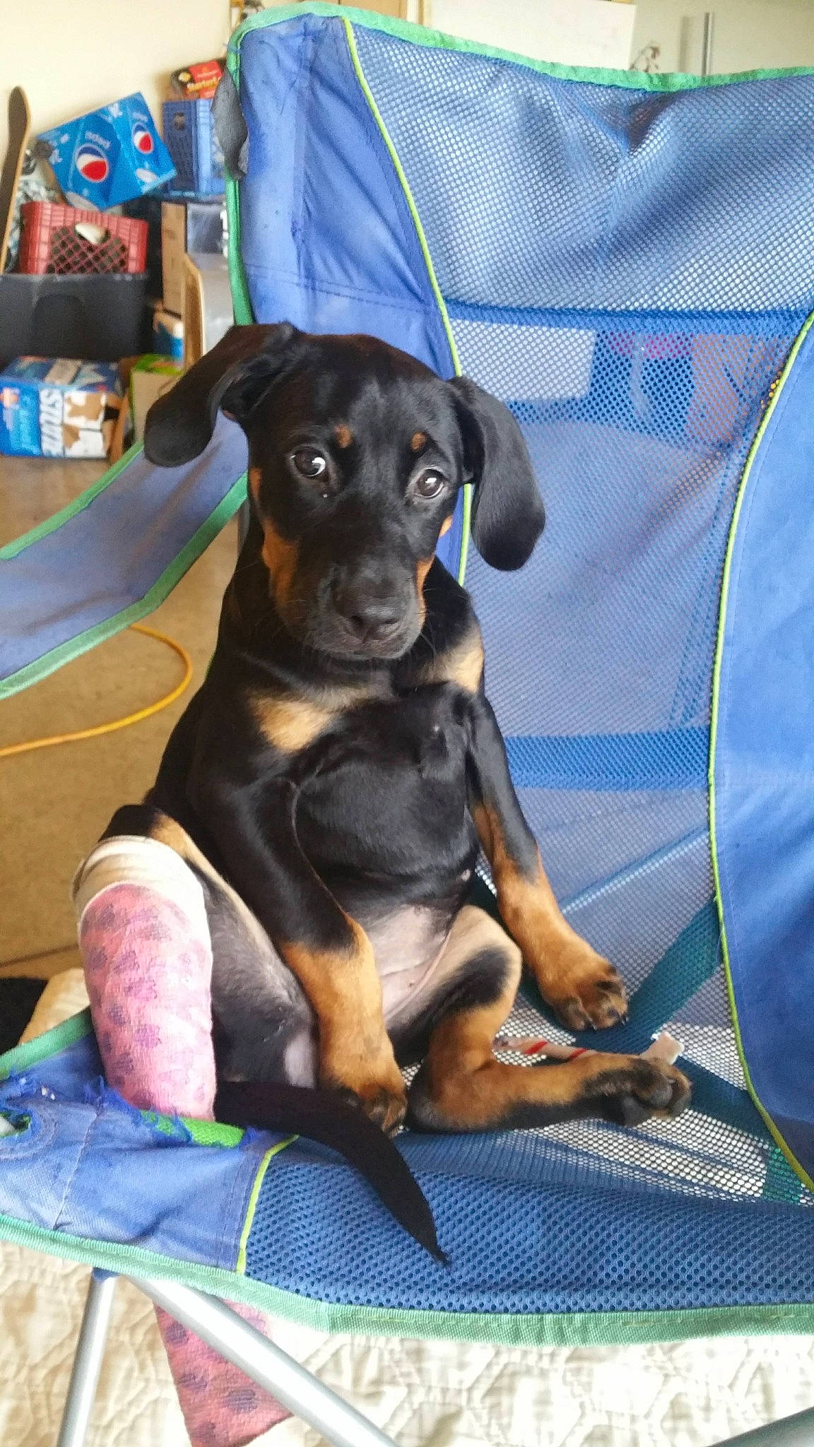 Jada joined the competition — help win amazing prizes! austrian_black_and_tan_hound, canidae, carnivore, comfort, companion_dog, dog, dog_breed, dog_supply, fawn, guard_dog, hound, lithuanian_hound, montenegrin_mountain_hound, pinscher, puppy, snout, sporting_group, toy_dog, working_animal, working_dog