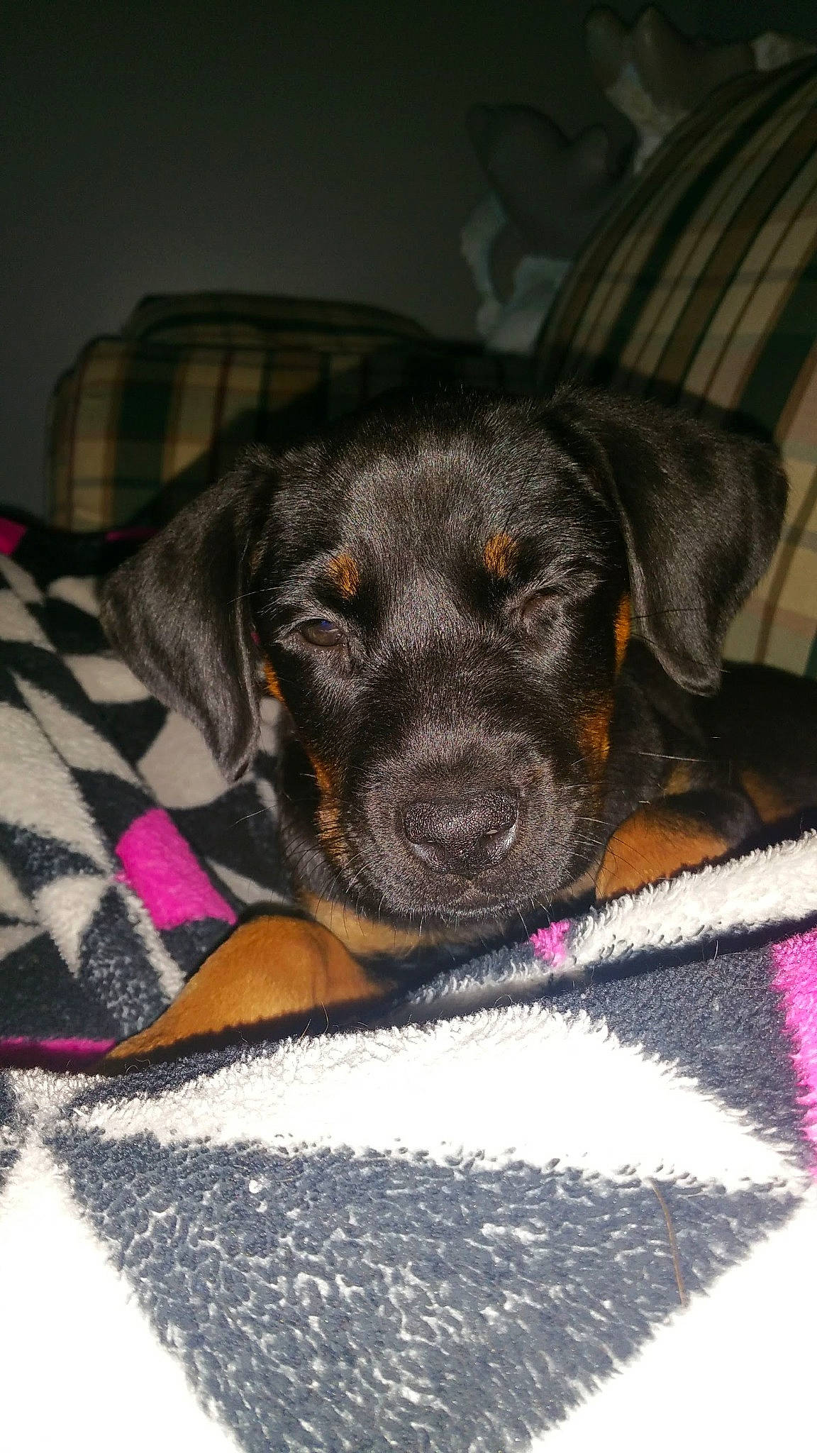 Jada joined the competition — help win amazing prizes! borador, canidae, carnivore, comfort, companion_dog, dog, dog_breed, dog_supply, eye, fawn, fur, grey, guard_dog, liver, magenta, pattern, paw, pet_supply, whiskers, working_animal