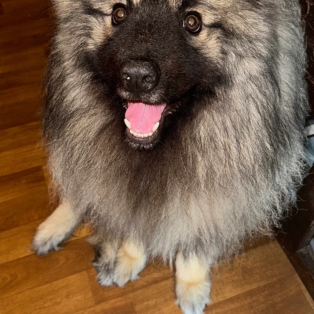 Uky a rejoint le concours — aidez-le/la à gagner de superbes lots ! animal, bodypart, canine, chow, dog, eskimodog, germanshepherd, hardwood, husky, indoors, interiordesign, mouth, person, pet, plywood, puppy, teeth, tongue, wolf, wood