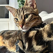 Zara participe au concours pour gagner de l'argent avec cette photo : cat, tabby, pet, animal, feline, portrait, close_up, whiskers, ears, eyes, fur, striped, harness, indoor, home, blanket, sunlight, couch, cute, alert