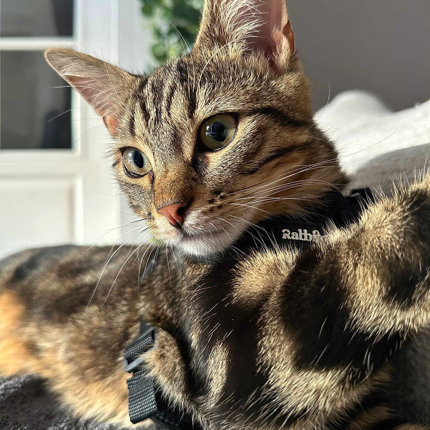 Zara participe au concours pour gagner de l'argent avec cette photo : cat, tabby, pet, animal, feline, portrait, close_up, whiskers, ears, eyes, fur, striped, harness, indoor, home, blanket, sunlight, couch, cute, alert
