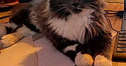 Sweety a rejoint le concours — aidez-le/la à gagner de superbes lots ! cat, tuxedo_cat, fluffy, long_hair, pet, animal, portrait, front_view, green_eyes, whiskers, ears, paws, sitting, desk, office, computer, monitor, paper, indoor, wooden_surface