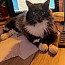 cat, tuxedo_cat, fluffy, long_hair, pet, animal, portrait, front_view, green_eyes, whiskers, ears, paws, sitting, desk, office, computer, monitor, paper, indoor, wooden_surface