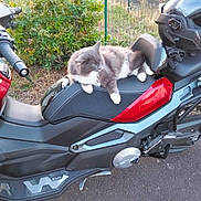 Sweety a rejoint le concours — aidez-le/la à gagner de superbes lots ! cat, fluffy_cat, gray_and_white, animal, pet, long_hair, sitting, lying_down, relaxed, scooter, motorcycle, vehicle, seat, outdoor, garden, fence, foliage, road, close_up, whiskers