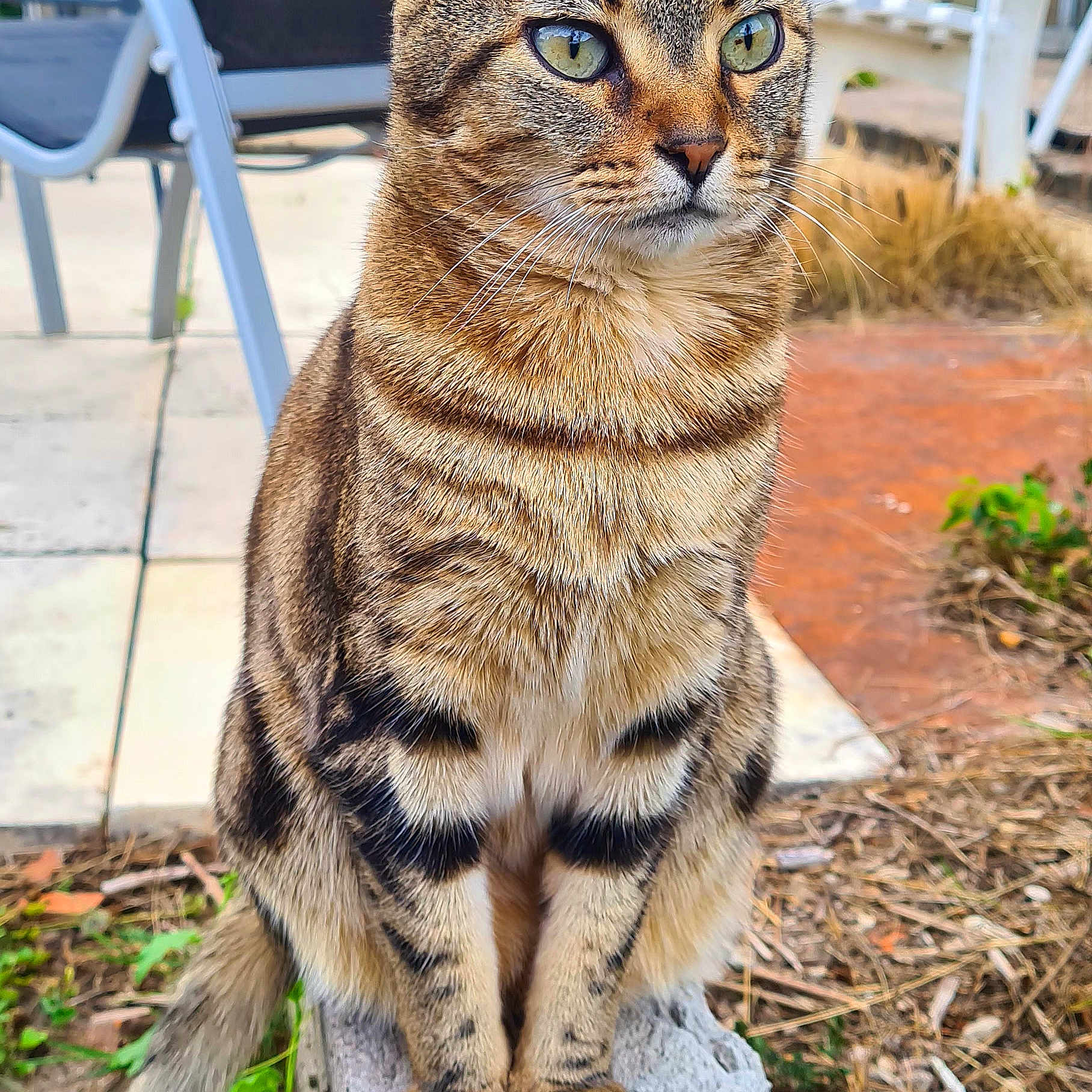 Dina