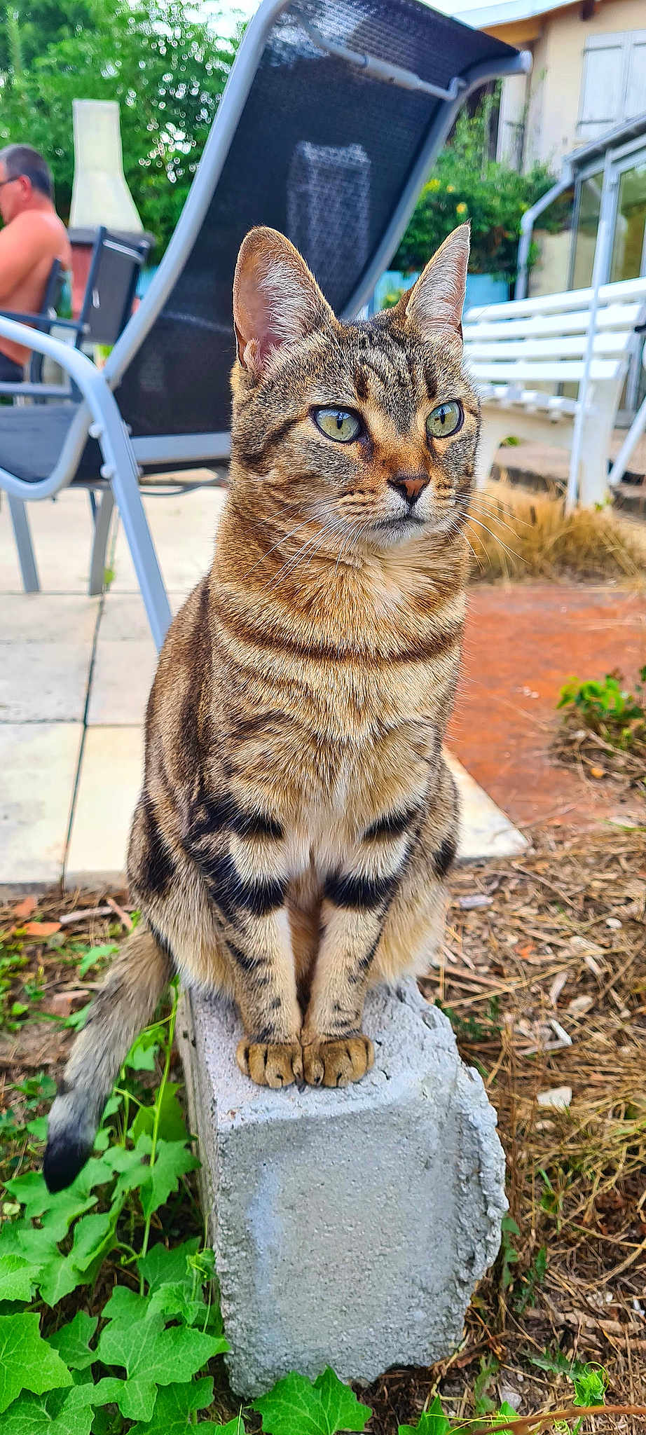 Dina