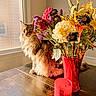 candle, cat, colorful_flowers, cozy, decor, feline, flower_bouquet, home, indoor, natural_light, orange, pet, plant, purple, red_vase, still_life, sunlight, tabletop, window, wooden_table