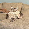 Odin is registered to the contest to win money with this photo: animal, beige, cat, couch, cozy, cute, domestic_cat, fluffy, fur, furniture, indoor, living_room, long_hair, mammal, pet, portrait, relaxed, resting, sofa, tabby