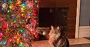 Odin is registered to the contest to win money with this photo: animal, carpet, cat, christmas_tree, colorful_lights, cozy, decorations, festive, fireplace, furniture, holiday, home, indoor, living_room, long_hair, ornaments, pet, sitting, tree_lights, warm_lighting
