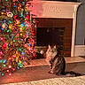 animal, carpet, cat, christmas_tree, colorful_lights, cozy, decorations, festive, fireplace, furniture, holiday, home, indoor, living_room, long_hair, ornaments, pet, sitting, tree_lights, warm_lighting