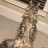Odin is registered to the contest to win money with this photo: animal, carpet, cat, curious, cute, domestic, ears, feline, fluffy, fur, household, indoor, long_hair, pet, portrait, relaxed, sitting, tail, whiskers, window_blinds
