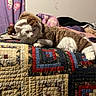 cat, white_cat, costume, reindeer_costume, quilt, patchwork, bed, blanket, purple_curtain, butterfly_pattern, indoor, pet, animal, feline, cute, cozy, resting, fur, domestic_animal, sleepy
