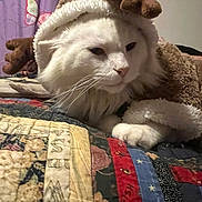 Georgie joined the competition — help win amazing prizes! cat, white_cat, costume, reindeer_costume, pet, animal, indoor, quilt, patchwork, fabric, bed, cute, fluffy, resting, holiday, decor, purple_curtain, butterfly_pattern, closeup, feline
