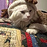 cat, white_cat, costume, reindeer_costume, pet, animal, indoor, quilt, patchwork, fabric, bed, cute, fluffy, resting, holiday, decor, purple_curtain, butterfly_pattern, closeup, feline
