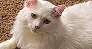Georgie joined the competition — help win amazing prizes! animal, carpet, cat, close_up, curious, cute, domestic_cat, ears, feline, fluffy, fur, green_eyes, indoor, laying_down, pet, playful, relaxed, toy, whiskers, white_cat