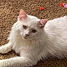 cat, white_cat, fluffy, carpet, indoor, pet, animal, green_eyes, toy, playful, curious, feline, laying_down, fur, whiskers, ears, close_up, domestic_cat, relaxed, cute