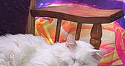 Georgie joined the competition — help win amazing prizes! cat, white_cat, sleeping, fluffy, cushion, chair, wooden_chair, indoor, colorful_background, fabric, pet, relaxed, cozy, fur, domestic_animal, resting, home, furniture, soft, comfort
