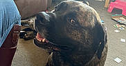 Odin joined the competition — help win amazing prizes! dog, brindle, carpet, living_room, couch, chair, shelf, toys, cards, person, boots, jeans, floor, window, furniture, indoor, smiling_dog, pet, happy, home