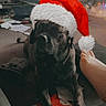 dog, santa_hat, christmas_tree, foot, indoor, holiday, festive, carpet, papers, furniture, living_room, decorations, relaxed, pet, cozy, holiday_lighting, pom_pom, floor, casual, domestic