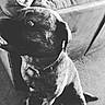 Odin joined the competition — help win amazing prizes! dog, pet, indoor, couch, furniture, collar, canine, animal, black_and_white, close_up, sitting, fur, side_view, carpet, domestic_animal, companion, looking_away, relaxed, household, portrait