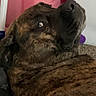 dog, brindle, pet, indoor, carpet, toy, pink, couch, animal, curious, looking_back, fur, mammal, domestic_animal, relaxed, home, playful, closeup, brown, face