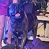 dog, person, indoor, potted_plant, table, shoe, clothing, floor, panting, purple_jacket, plant_pot, window, curtain, happy_dog, legs, socks, shirt, standing, brindle_coat, tongue_out