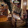 dog, couch, living_room, furniture, wood_floor, shelf, books, door, blanket, pet, indoor, brown_dog, white_dog, carpet, houseplant, home_interior, animal, domestic_animal, pet_friendly, relaxed