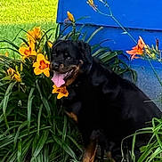 Lucy is registered to the contest to win money with this photo: animal, black_and_tan, blue_background, colorful, daylight, dog, flowers, fur, garden, greenery, nature, orange_flowers, outdoor, pet, plants, portrait, rottweiler, sitting, smiling, tongue