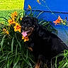 animal, black_and_tan, blue_background, colorful, daylight, dog, flowers, fur, garden, greenery, nature, orange_flowers, outdoor, pet, plants, portrait, rottweiler, sitting, smiling, tongue