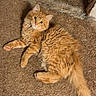 cat, orange_tabby, fluffy, carpet, indoor, pet, feline, cute, curious, relaxed, animal, paw, tail, fur, whiskers, domestic, mammal, eyes, lying_down, resting
