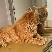 Chucky is registered to the contest to win money with this photo: cat, orange_cat, fluffy, reflection, mirror, indoor, wooden_surface, relaxed, pet, feline, animal, looking, side_view, whiskers, paws, fur, domestic_cat, curiosity, quiet, contemplative