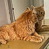 cat, orange_cat, fluffy, reflection, mirror, indoor, wooden_surface, relaxed, pet, feline, animal, looking, side_view, whiskers, paws, fur, domestic_cat, curiosity, quiet, contemplative