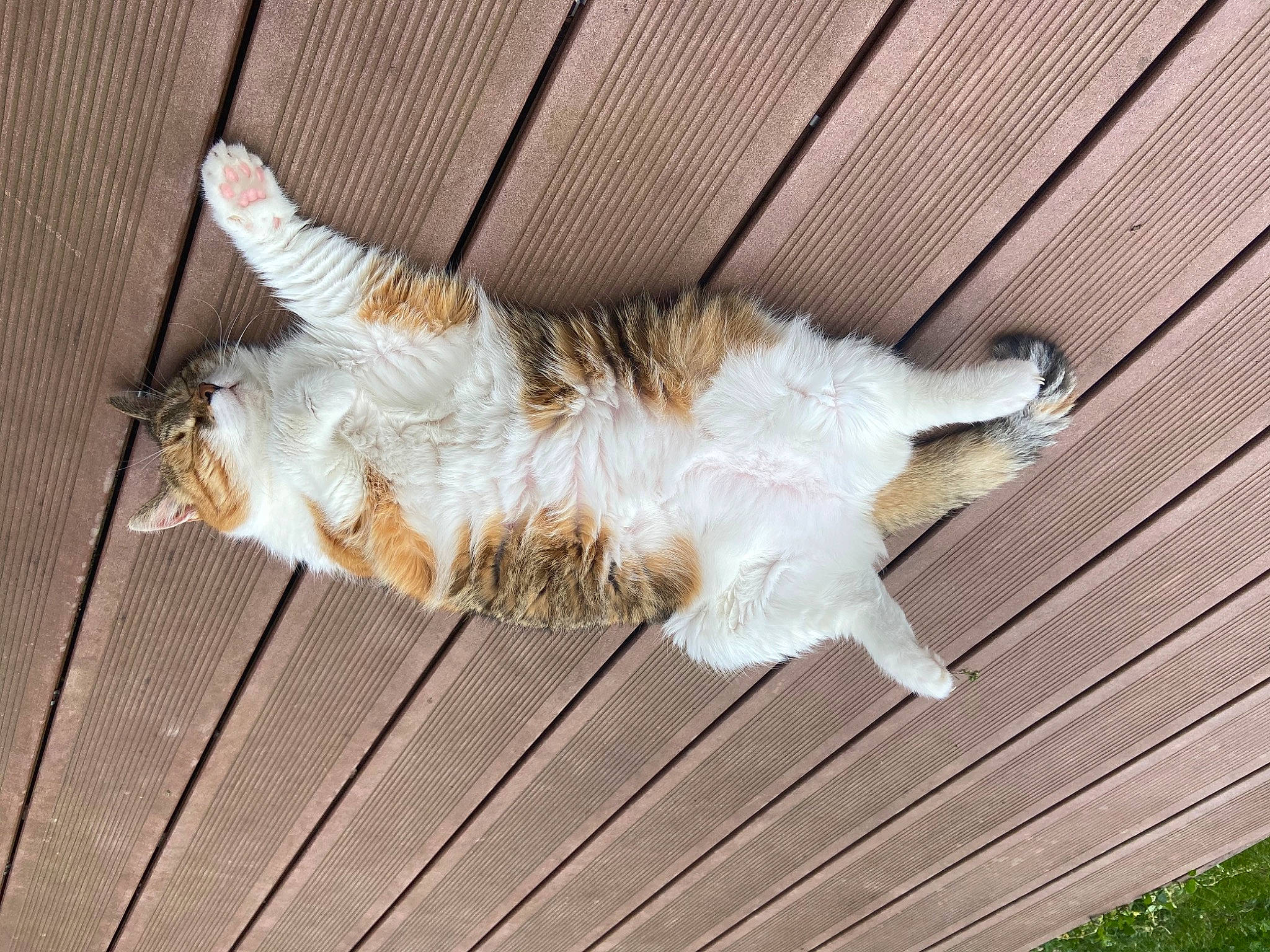 Astuce a rejoint le concours — aidez-le/la à gagner de superbes lots ! aegean_cat, carnivore, cat, european_shorthair, felidae, fur, norwegian_forest_cat, paw, play, polydactyl_cat, small_to_medium_sized_cats, tabby_cat, tail, whiskers, wood