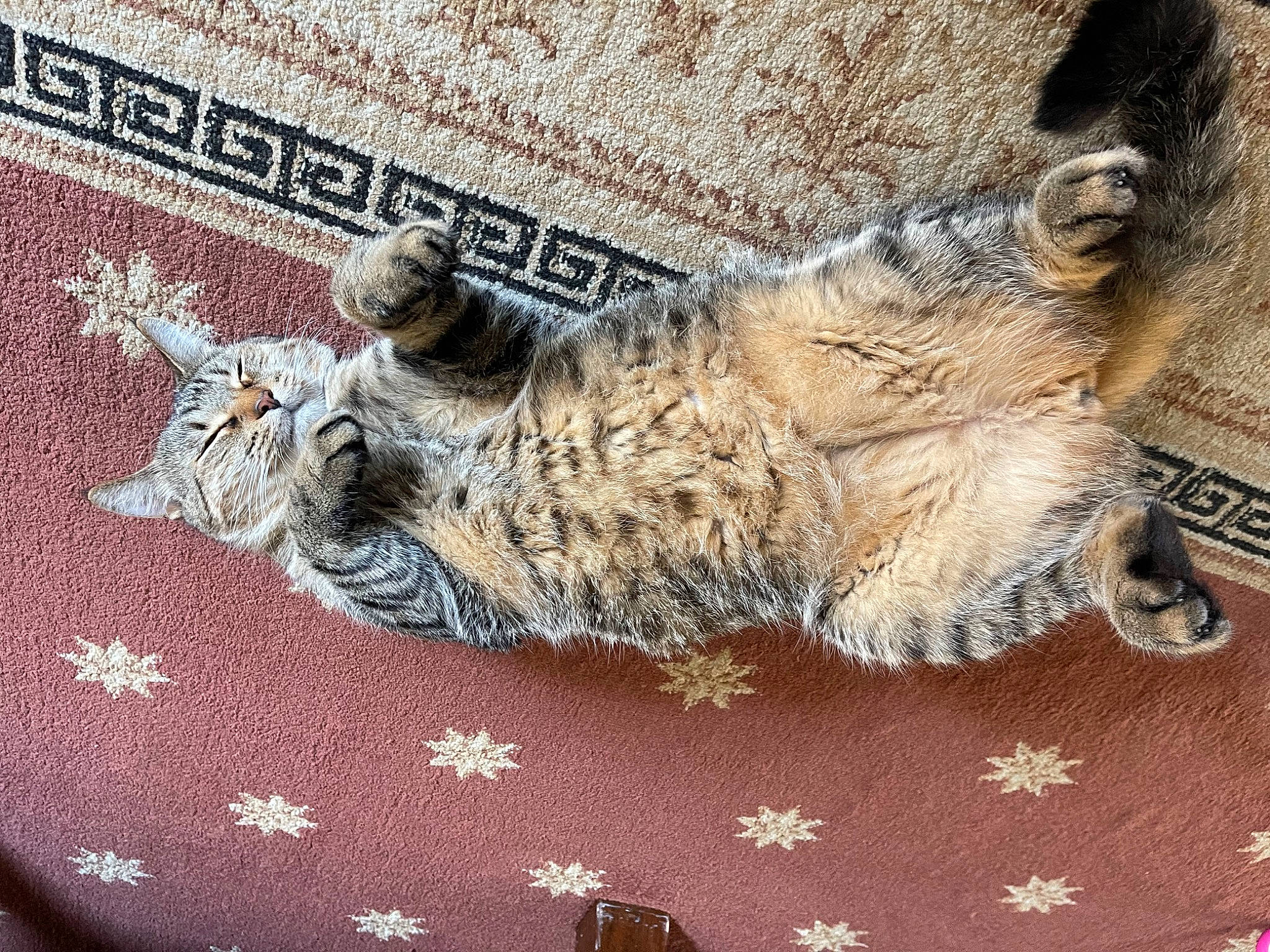 Theodore is registered to the contest to win money with this photo: carnivore, cat, claw, domestic_short_haired_cat, felidae, fur, grey, pattern, paw, small_to_medium_sized_cats, tail, terrestrial_animal, whiskers