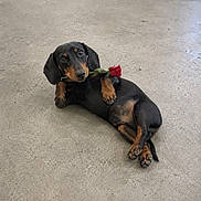 Louie joined the competition — help win amazing prizes! dog, dachshund, puppy, black_and_tan, rose, flower, romantic, lying_down, floor, indoors, pet, canine, long_body, short_legs, floppy_ears, brown_markings, portrait, cute, funny, animal_photography