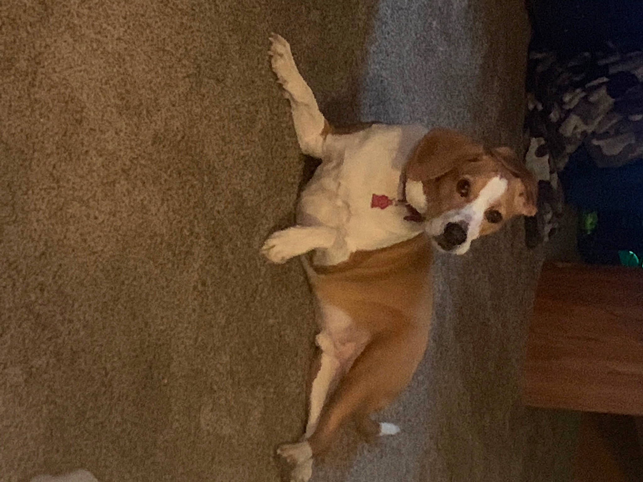 Diesel joined the competition — help win amazing prizes! ball, canidae, carnivore, comfort, companion_dog, dog, dog_breed, dog_supply, fawn, flooring, fur, hardwood, human_leg, paw, sporting_group, tail, toy_dog, watch, wood, working_animal