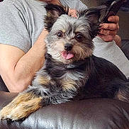 Peanut is registered to the contest to win money with this photo: dog, tongue_out, fluffy, pet, couch, leather_couch, person, arm, gray_shirt, phone, indoor, relaxed, cute, small_dog, fur, sitting, animal, companion, home, casual