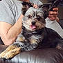 dog, tongue_out, fluffy, pet, couch, leather_couch, person, arm, gray_shirt, phone, indoor, relaxed, cute, small_dog, fur, sitting, animal, companion, home, casual