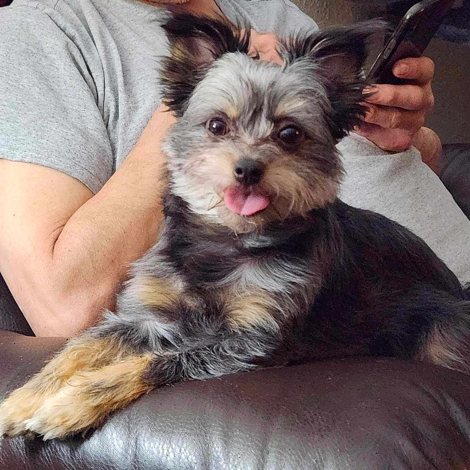 Peanut is registered to the contest to win money with this photo: dog, tongue_out, fluffy, pet, couch, leather_couch, person, arm, gray_shirt, phone, indoor, relaxed, cute, small_dog, fur, sitting, animal, companion, home, casual