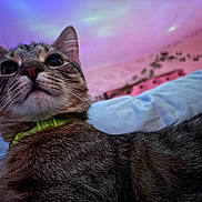 Koa is registered to the contest to win money with this photo: cat, tabby, close_up, collar, bed, bedroom, pastel_lighting, ceiling, cozy, whiskers, ears, fur, portrait, looking_up, adorable, pet, indoor, ceiling_lights, pink_wall, wall_vines