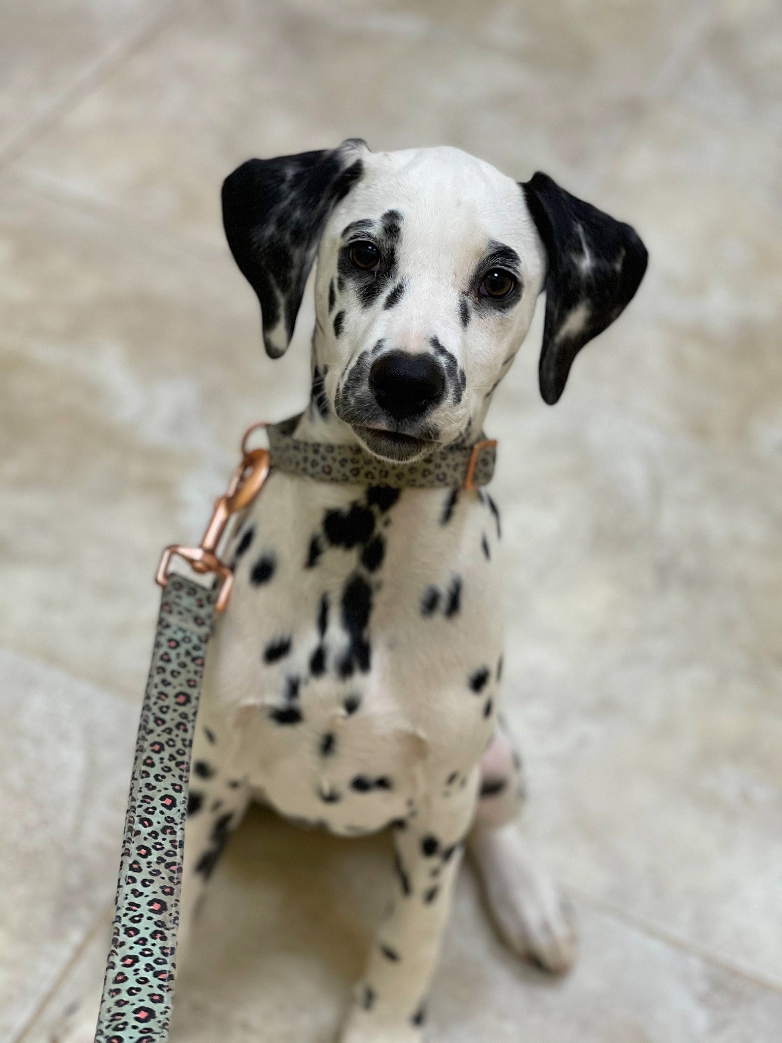 Perdita is registered to the contest to win money with this photo: canidae, carnivore, collar, companion_dog, dalmatian, dog, dog_breed, dog_collar, dog_supply, fawn, fur, non_sporting_group, paw, pet_supply, snout, sporting_group, terrestrial_animal, toy, whiskers, working_animal