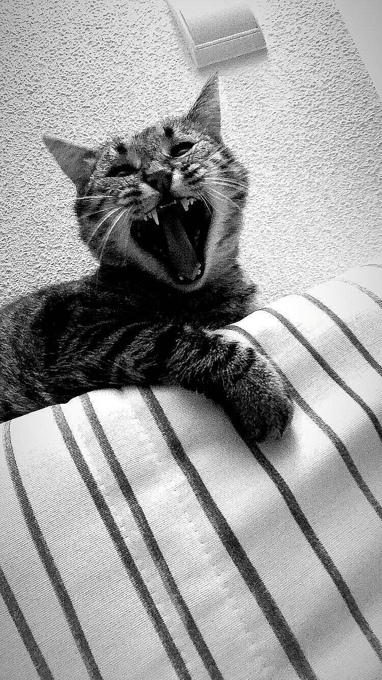 Poutchi a rejoint le concours — aidez-le/la à gagner de superbes lots ! black, black_and_white, black_cat, carnivore, cat, comfort, felidae, grey, human_leg, linens, monochrome, monochrome_photography, pattern, small_to_medium_sized_cats, snout, style, tail, textile, whiskers, white