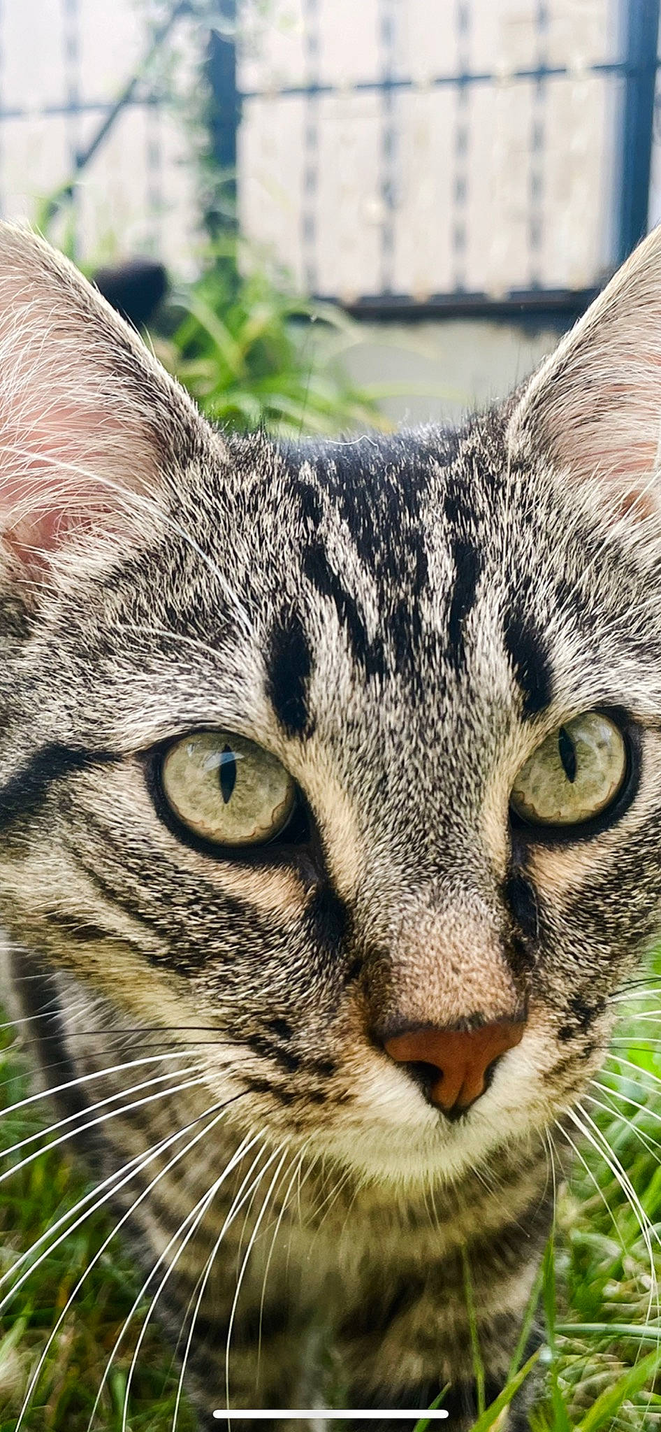 Poutchi a rejoint le concours — aidez-le/la à gagner de superbes lots ! bobcat, carnivore, cat, close_up, domestic_short_haired_cat, felidae, fur, grass, head, lynx, plant, sky, small_to_medium_sized_cats, snout, terrestrial_animal, tree, whiskers, wildlife, window