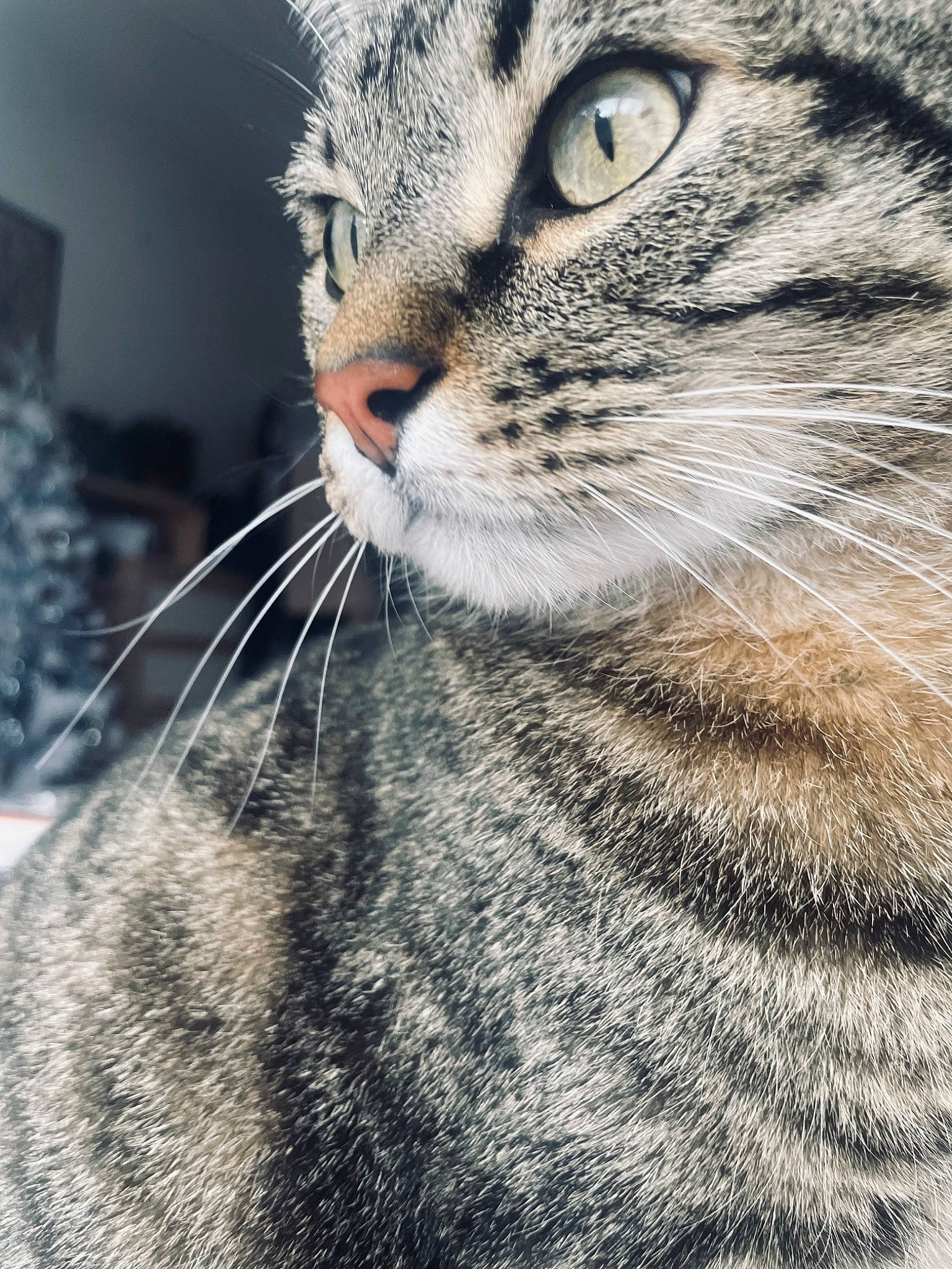 Poutchi a rejoint le concours — aidez-le/la à gagner de superbes lots ! carnivore, cat, claw, close_up, domestic_short_haired_cat, felidae, fur, small_to_medium_sized_cats, snout, terrestrial_animal, whiskers, wildlife