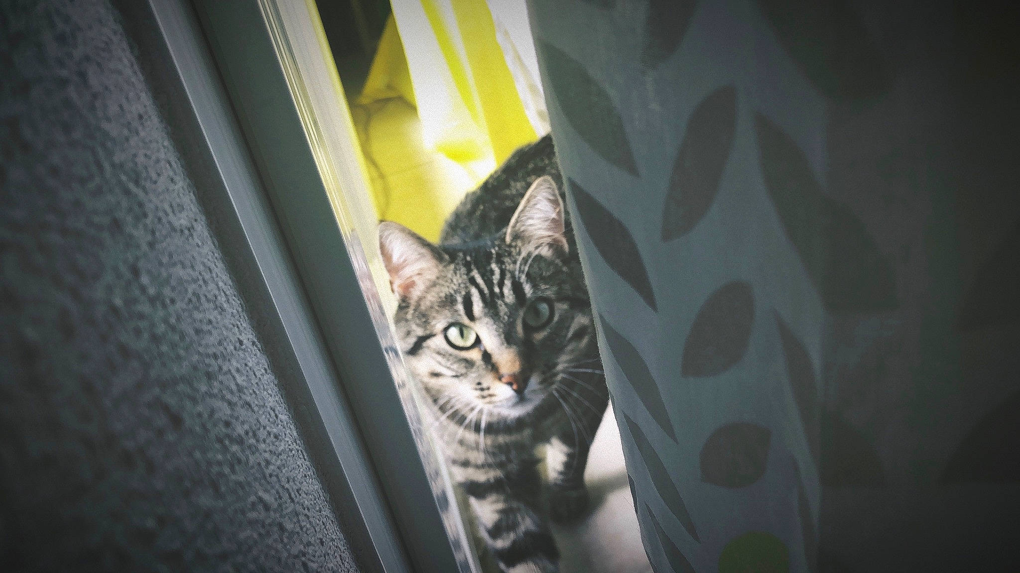 Poutchi participe au concours pour gagner de l'argent avec cette photo : automotive_lighting, automotive_tire, carnivore, cat, comfort, darkness, domestic_short_haired_cat, door, felidae, fur, human_leg, paw, small_to_medium_sized_cats, snout, terrestrial_animal, tree, vehicle_door, whiskers, wildlife, window