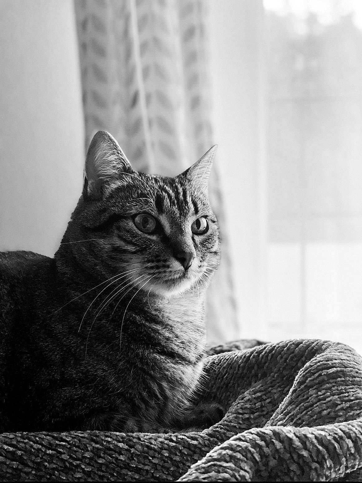 Poutchi participe au concours pour gagner de l'argent avec cette photo : black, black_and_white, carnivore, cat, domestic_short_haired_cat, felidae, fur, grey, monochrome, monochrome_photography, sitting, small_to_medium_sized_cats, snout, style, terrestrial_animal, tree, whiskers, white, wildlife, window