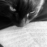 Paillette a rejoint le concours — aidez-le/la à gagner de superbes lots ! cat, black_cat, close_up, animal, pet, fur, whiskers, eyes, texture, black_and_white, resting, face, portrait, cute, feline, indoor, soft, dotted_fabric, macro, detail