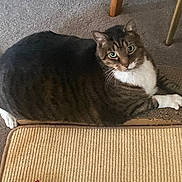 Marr is registered to the contest to win money with this photo: cat, tabby, pet, indoor, carpet, mat, toy, red_toy, green_eyes, relaxed, feline, whiskers, paws, striped, floor, home, animal, cute, looking, resting