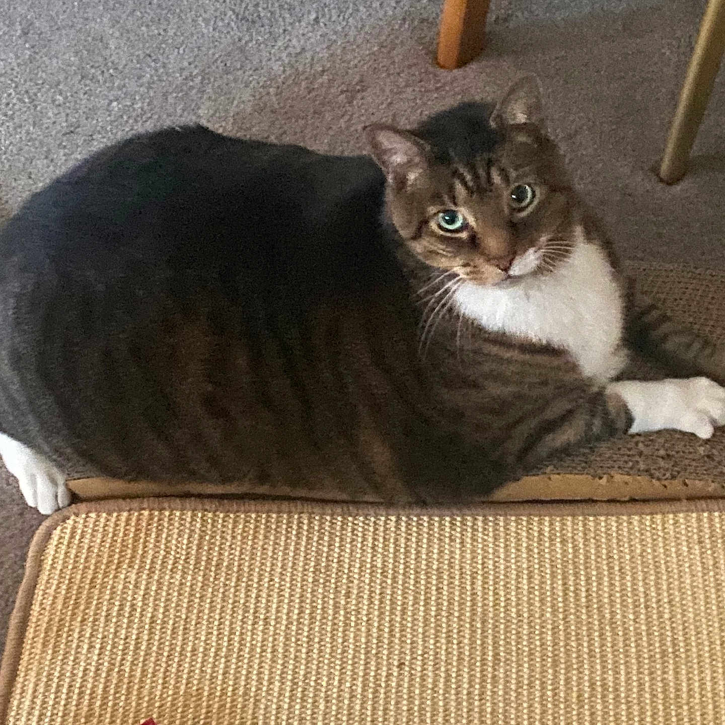 Marr is registered to the contest to win money with this photo: cat, tabby, pet, indoor, carpet, mat, toy, red_toy, green_eyes, relaxed, feline, whiskers, paws, striped, floor, home, animal, cute, looking, resting